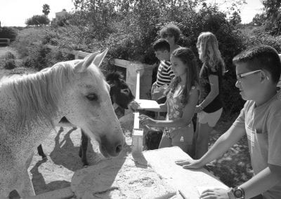 Andys Farm granja escuela en inglés en Ondara